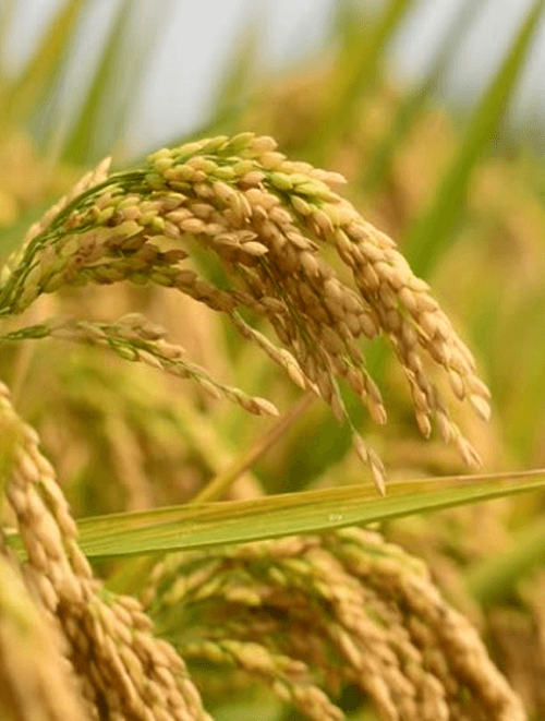 Food & Grain Packaging